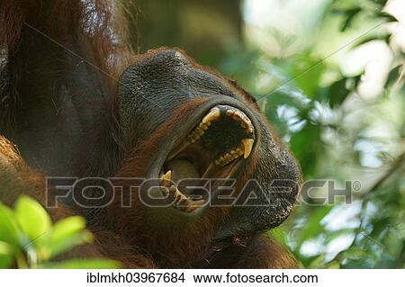Picture - "Bornean Orangutan (Pongo pygmaeus), male, Tanjung Puting National Park, Central Kalimantan, Borneo, Indonesia, Asia". Fotosearch