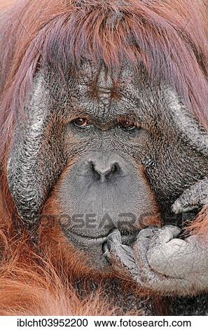 Stock Image - "Bornean orangutan (Pongo pygmaeus), male, native to Borneo, captive, Germany, Europe". Fotosearch