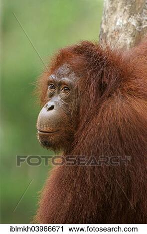 Stock Image - "Bornean Orangutan (Pongo pygmaeus), Tanjung Puting National Park, Central Kalimantan, Borneo, Indonesia, Asia". Fotosearch