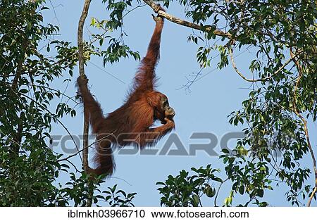 "Bornean Orangutan (Pongo pygmaeus), Tanjung Puting National Park, Central Kalimantan, Borneo, Indonesia, Asia" View Large Photo Image Stock Image - "Bornean Orangutan (Pongo pygmaeus), Tanjung Puting National Park, Central Kalimantan, Borneo, Indonesia, Asia". Fotosearch
