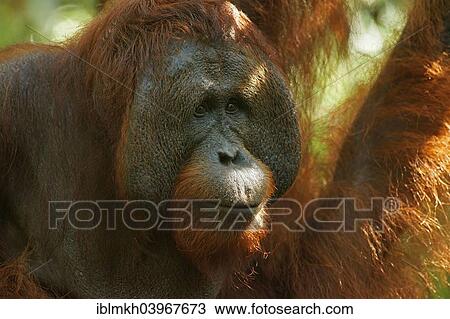"Bornean Orangutan (Pongo pygmaeus), male, Tanjung Puting National Park, Central Kalimantan, Borneo, Indonesia, Asia" View Large Photo Image Stock Image - "Bornean Orangutan (Pongo pygmaeus), male, Tanjung Puting National Park, Central Kalimantan, Borneo, Indonesia, Asia". Fotosearch