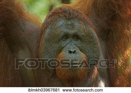 "Bornean Orangutan (Pongo pygmaeus), male, Tanjung Puting National Park, Central Kalimantan, Borneo, Indonesia, Asia" View Large Photo Image Stock Image - "Bornean Orangutan (Pongo pygmaeus), male, Tanjung Puting National Park, Central Kalimantan, Borneo, Indonesia, Asia". Fotosearch