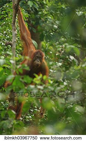 "Bornean Orangutan (Pongo pygmaeus), female, Tanjung Puting National Park, Central Kalimantan, Borneo, Indonesia, Asia" View Large Photo Image Stock Image - "Bornean Orangutan (Pongo pygmaeus), female, Tanjung Puting National Park, Central Kalimantan, Borneo, Indonesia, Asia". Fotosearch