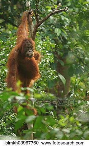 "Bornean Orangutan (Pongo pygmaeus), female, Tanjung Puting National Park, Central Kalimantan, Borneo, Indonesia, Asia" View Large Photo Image Stock Image - "Bornean Orangutan (Pongo pygmaeus), female, Tanjung Puting National Park, Central Kalimantan, Borneo, Indonesia, Asia". Fotosearch