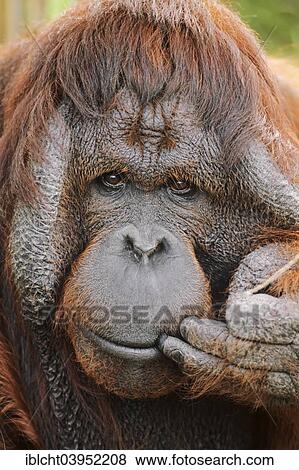 "Bornean orangutan (Pongo pygmaeus), male, native to Borneo, captive, Germany, Europe" View Large Photo Image Stock Photo - "Bornean orangutan (Pongo pygmaeus), male, native to Borneo, captive, Germany, Europe". Fotosearch