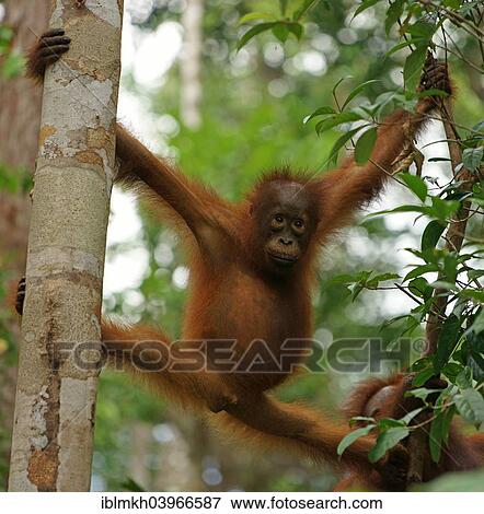 "Bornean Orangutan (Pongo pygmaeus), young, National Park Tanjung Puting, Central Kalimantan, Borneo, Indonesia, Asia" View Large Photo Image Stock Photo - "Bornean Orangutan (Pongo pygmaeus), young, National Park Tanjung Puting, Central Kalimantan, Borneo, Indonesia, Asia". Fotosearch
