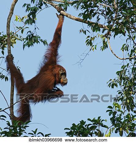 "Bornean Orangutan (Pongo pygmaeus), Tanjung Puting National Park, Central Kalimantan, Borneo, Indonesia, Asia" View Large Photo Image Stock Photo - "Bornean Orangutan (Pongo pygmaeus), Tanjung Puting National Park, Central Kalimantan, Borneo, Indonesia, Asia". Fotosearch