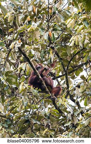 "Bornean Orangutan (Pongo pygmaeus), female with infant feeding on leaves, Kinabatangan, Sabah, Malaysia, Borneo, Asia" View Large Photo Image Stock Photograph - "Bornean Orangutan (Pongo pygmaeus), female with infant feeding on leaves, Kinabatangan, Sabah, Malaysia, Borneo, Asia". Fotosearch