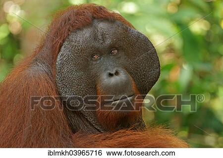 "Bornean Orangutan (Pongo pygmaeus), male, Tanjung Puting National Park, Central Kalimantan, Borneo, Indonesia, Asia" View Large Photo Image Stock Photograph - "Bornean Orangutan (Pongo pygmaeus), male, Tanjung Puting National Park, Central Kalimantan, Borneo, Indonesia, Asia". Fotosearch
