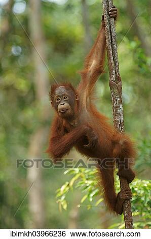 "Bornean Orangutan (Pongo pygmaeus), young, National Park Tanjung Puting, Central Kalimantan, Borneo, Indonesia, Asia" View Large Photo Image Stock Photograph - "Bornean Orangutan (Pongo pygmaeus), young, National Park Tanjung Puting, Central Kalimantan, Borneo, Indonesia, Asia". Fotosearch