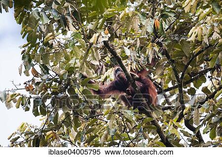 Stock Photography - "Bornean Orangutan (Pongo pygmaeus), female with infant feeding on leaves, Kinabatangan, Sabah, Malaysia, Borneo, Asia". Fotosearch