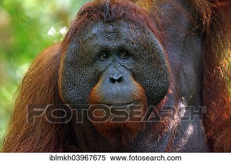"Bornean Orangutan (Pongo pygmaeus), male, Tanjung Puting National Park, Central Kalimantan, Borneo, Indonesia, Asia" View Large Photo Image Stock Photography - "Bornean Orangutan (Pongo pygmaeus), male, Tanjung Puting National Park, Central Kalimantan, Borneo, Indonesia, Asia". Fotosearch