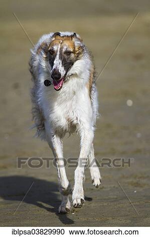 "Borzoi or Russian Wolfhound, running on the beach, Tuscany, Italy, Europe" View Large Photo Image Stock Image - "Borzoi or Russian Wolfhound, running on the beach, Tuscany, Italy, Europe". Fotosearch