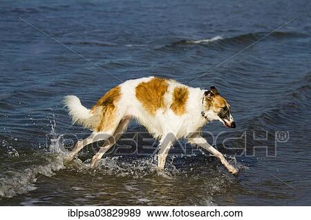 "Borzoi or Russian Wolfhound, running in the sea, Tuscany, Italy, Europe" View Large Photo Image Stock Photo - "Borzoi or Russian Wolfhound, running in the sea, Tuscany, Italy, Europe". Fotosearch