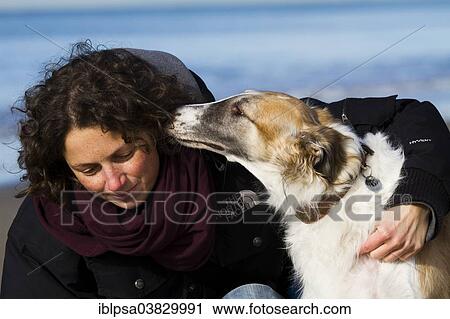 "Borzoi or Russian Wolfhound, smootching with a young woman, Tuscany, Italy, Europe" View Large Photo Image Stock Image - "Borzoi or Russian Wolfhound, smootching with a young woman, Tuscany, Italy, Europe". Fotosearch