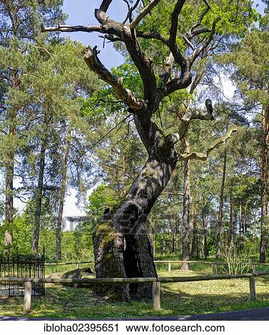 "Bosdorf oak at Baruther Glashuette museum village, Baruth Mark, Teltow-Flaeming district, Brandenburg, Germany, Europe" View Large Photo Image Stock Image - "Bosdorf oak at Baruther Glashuette museum village, Baruth Mark, Teltow-Flaeming district, Brandenburg, Germany, Europe". Fotosearch