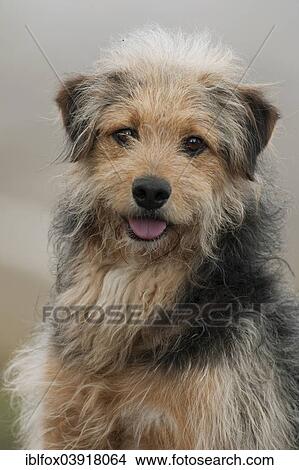 "Bosnian Coarse-haired Hound, Bosanski Ostrodlaki Gonic or Barak mix, portrait, Tyrol, Austria, Europe" View Large Photo Image Picture - "Bosnian Coarse-haired Hound, Bosanski Ostrodlaki Gonic or Barak mix, portrait, Tyrol, Austria, Europe". Fotosearch