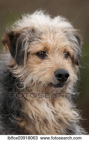 "Bosnian Coarse-haired Hound, Bosanski Ostrodlaki Gonic or Barak mix, portrait, Tyrol, Austria, Europe" View Large Photo Image Stock Image - "Bosnian Coarse-haired Hound, Bosanski Ostrodlaki Gonic or Barak mix, portrait, Tyrol, Austria, Europe". Fotosearch