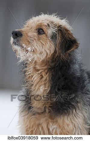 "Bosnian Coarse-haired Hound, Bosanski Ostrodlaki Gonic or Barak mix, portrait, Tyrol, Austria, Europe" View Large Photo Image Stock Photo - "Bosnian Coarse-haired Hound, Bosanski Ostrodlaki Gonic or Barak mix, portrait, Tyrol, Austria, Europe". Fotosearch