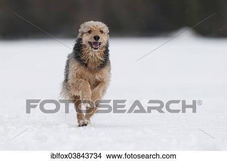 "Bosnian Coarse-haired Hound, mongrel, running in the snow" View Large Photo Image Picture - "Bosnian Coarse-haired Hound, mongrel, running in the snow". Fotosearch