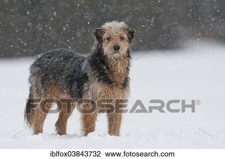 "Bosnian Coarse-haired Hound, mongrel, standing in the snow" View Large Photo Image Stock Image - "Bosnian Coarse-haired Hound, mongrel, standing in the snow". Fotosearch