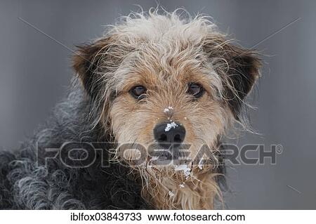 Stock Image - "Bosnian Coarse-haired Hound, mongrel, portrait with snow". Fotosearch