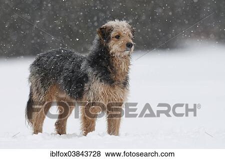 "Bosnian Coarse-haired Hound, mongrel, standing in the snow" View Large Photo Image Stock Photo - "Bosnian Coarse-haired Hound, mongrel, standing in the snow". Fotosearch