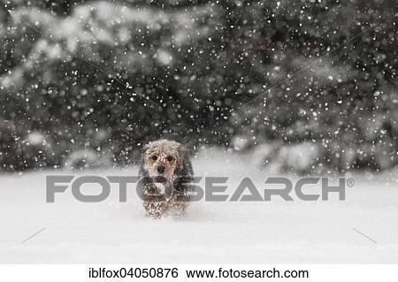 "Bosnian Coarse-haired Hound or Barak mix, in the snow" View Large Photo Image Stock Photograph - "Bosnian Coarse-haired Hound or Barak mix, in the snow". Fotosearch