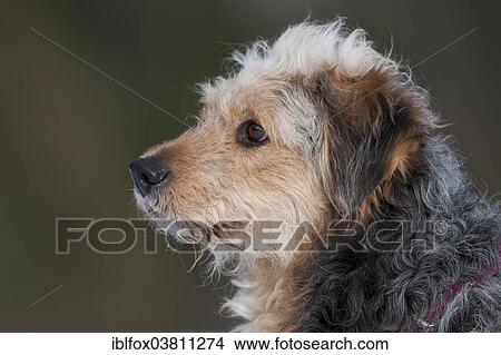 "Bosnian Coarse-haired Hound or Barak-hybrid, portrait" View Large Photo Image Picture - "Bosnian Coarse-haired Hound or Barak-hybrid, portrait". Fotosearch