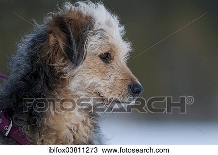 Stock Image - "Bosnian Coarse-haired Hound or Barak-hybrid, portrait". Fotosearch