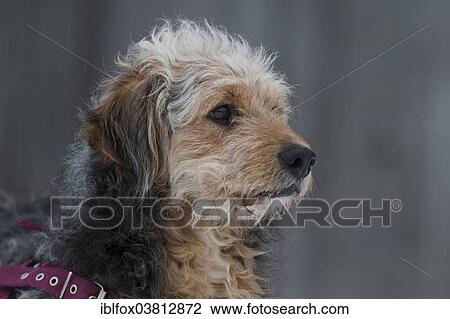 "Bosnian Coarse-haired Hound or Barak-hybrid, portrait" View Large Photo Image Stock Image - "Bosnian Coarse-haired Hound or Barak-hybrid, portrait". Fotosearch