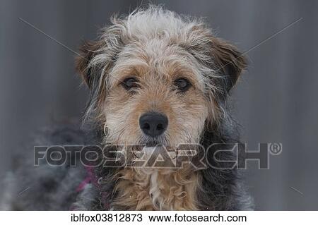 Stock Image - "Bosnian Coarse-haired Hound or Barak-hybrid, portrait". Fotosearch