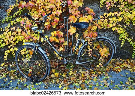 Stock Image - "Boston Ivy or Japanese Creeper (Parthenocissus tricuspidata) on a wall with a bicycle, Munich, Bavaria, Germany, Europe". Fotosearch