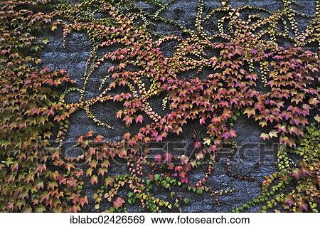 Stock Photo - "Boston Ivy or Japanese Creeper (Parthenocissus tricuspidata) on a wall, Munich, Bavaria, Germany, Europe". Fotosearch