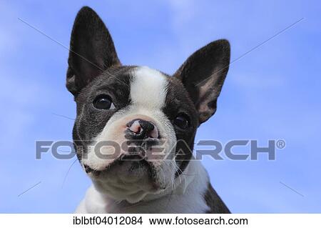 "Boston Terrier bitch, 11 weeks, against blue sky" View Large Photo Image Picture - "Boston Terrier bitch, 11 weeks, against blue sky". Fotosearch