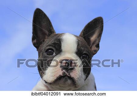 "Boston Terrier bitch, 11 weeks, against blue sky" View Large Photo Image Stock Image - "Boston Terrier bitch, 11 weeks, against blue sky". Fotosearch
