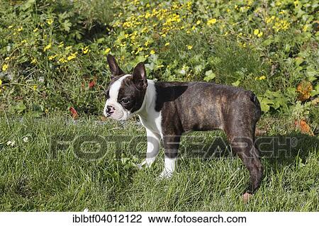 "Boston Terrier bitch, 11 weeks, standing on meadow" View Large Photo Image Stock Image - "Boston Terrier bitch, 11 weeks, standing on meadow". Fotosearch
