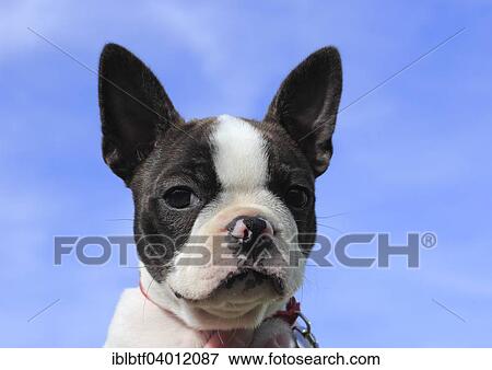 "Boston Terrier bitch, 11 weeks, against blue sky" View Large Photo Image Stock Photo - "Boston Terrier bitch, 11 weeks, against blue sky". Fotosearch