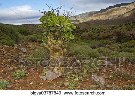 "Botterboom or Butter Tree (Tylecodon paniculatus), Richtersveld, South Africa, Africa" View Large Photo Image Stock Photo - "Botterboom or Butter Tree (Tylecodon paniculatus), Richtersveld, South Africa, Africa". Fotosearch