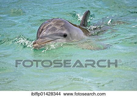 "Bottle-nosed Dolphin (Tursiops truncatus), adult swimming, Roatan, Honduras, Central America, America, North America" View Large Photo Image Picture - "Bottle-nosed Dolphin (Tursiops truncatus), adult swimming, Roatan, Honduras, Central America, America, North America". Fotosearch