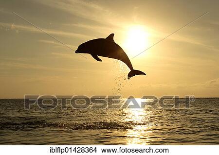 "Bottle-nosed Dolphin (Tursiops truncatus), adult leaping at sunset, Roatan, Honduras, Central America, America, North America" View Large Photo Image Picture - "Bottle-nosed Dolphin (Tursiops truncatus), adult leaping at sunset, Roatan, Honduras, Central America, America, North America". Fotosearch