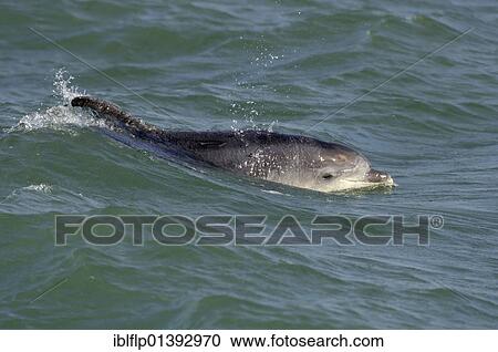Stock Image - "Bottle-nosed Dolphin (Tursiops truncatus), scarred adult surfacing, Folkestone, Kent, England, United Kingdom, Europe". Fotosearch
