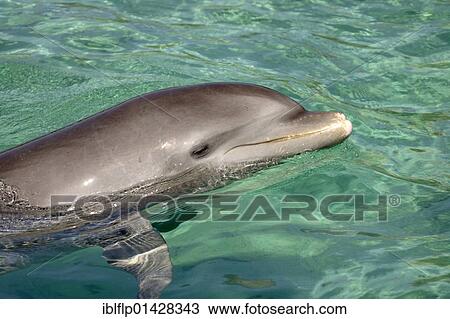 "Bottle-nosed Dolphin (Tursiops truncatus), adult swimming, portrait, Roatan, Honduras, Central America, America, North America" View Large Photo Image Stock Image - "Bottle-nosed Dolphin (Tursiops truncatus), adult swimming, portrait, Roatan, Honduras, Central America, America, North America". Fotosearch