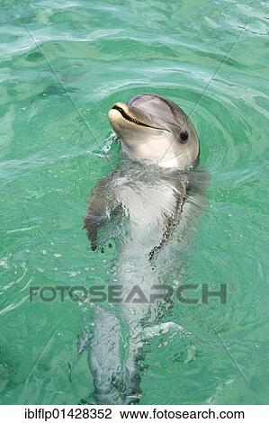 "Bottle-nosed Dolphin (Tursiops truncatus), adult swimming, Roatan, Honduras, Central America, America, North America" View Large Photo Image Stock Image - "Bottle-nosed Dolphin (Tursiops truncatus), adult swimming, Roatan, Honduras, Central America, America, North America". Fotosearch