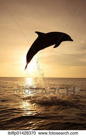 "Bottle-nosed Dolphin (Tursiops truncatus), adult leaping at sunset, Roatan, Honduras, Central America, America, North America" View Large Photo Image Stock Image - "Bottle-nosed Dolphin (Tursiops truncatus), adult leaping at sunset, Roatan, Honduras, Central America, America, North America". Fotosearch