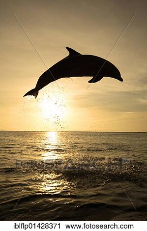 "Bottle-nosed Dolphin (Tursiops truncatus), adult leaping at sunset, Roatan, Honduras, Central America, America, North America" View Large Photo Image Stock Image - "Bottle-nosed Dolphin (Tursiops truncatus), adult leaping at sunset, Roatan, Honduras, Central America, America, North America". Fotosearch
