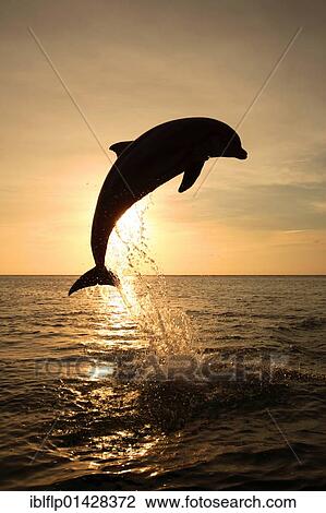 "Bottle-nosed Dolphin (Tursiops truncatus), adult leaping at sunset, Roatan, Honduras, Central America, America, North America" View Large Photo Image Stock Image - "Bottle-nosed Dolphin (Tursiops truncatus), adult leaping at sunset, Roatan, Honduras, Central America, America, North America". Fotosearch