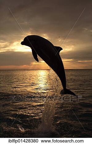 "Bottle-nosed Dolphin (Tursiops truncatus), adult leaping at sunset, Roatan, Honduras, Central America, America, North America" View Large Photo Image Stock Image - "Bottle-nosed Dolphin (Tursiops truncatus), adult leaping at sunset, Roatan, Honduras, Central America, America, North America". Fotosearch