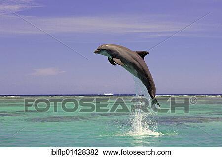 "Bottle-nosed Dolphin (Tursiops truncatus), adult leaping from water, Roatan, Honduras, Central America, America, North America" View Large Photo Image Stock Image - "Bottle-nosed Dolphin (Tursiops truncatus), adult leaping from water, Roatan, Honduras, Central America, America, North America". Fotosearch