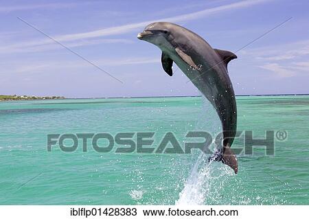 "Bottle-nosed Dolphin (Tursiops truncatus), adult leaping from water, Roatan, Honduras, Central America, America, North America" View Large Photo Image Stock Image - "Bottle-nosed Dolphin (Tursiops truncatus), adult leaping from water, Roatan, Honduras, Central America, America, North America". Fotosearch